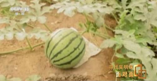 西藏网红吃瓜入口,入口瞬间引发全网热议！  第2张